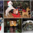 Congrats to our “Holidays in a Lens” Photo Contest WINNERS! The Gift from the Heart Foundation would like to congratulate 1st Prize winner Monika from Romeoville with her photo “Present delivery crew on duty”, the Foundation’s TOP FUNDRAISER PHOTO!...